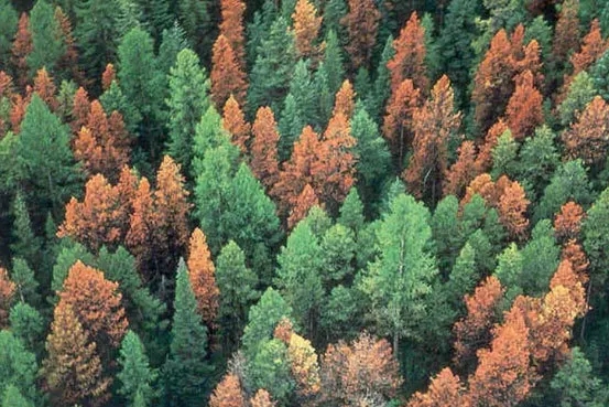 15603066551206977165.jpg 3.webp.jpg