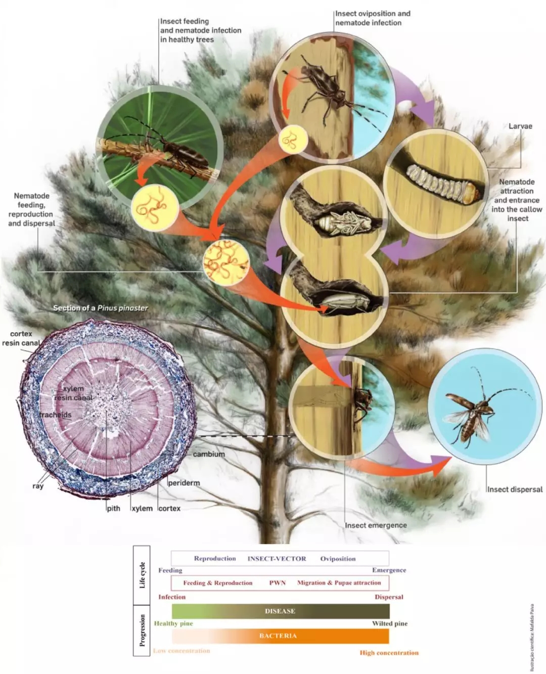 15603068081206713210.jpg 5.webp.jpg