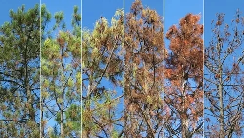 15603068471206387187.jpg 6.webp.jpg